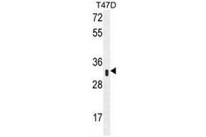 Western blot analysis of IFI35 Antibody (N-term) Cat. (IFI35 antibody  (N-Term))