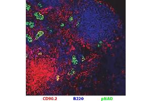 Frozen C57BL/6 mouse lymph node section was stained with Rat Anti-Mouse CD90. (CD90.2 / Thy-1.2 antibody  (PE))