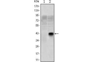 Western Blotting (WB) image for anti-Oligodendrocyte Lineage Transcription Factor 2 (OLIG2) antibody (ABIN1845900) (OLIG2 antibody)
