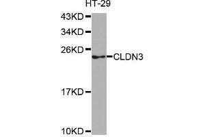 Western blot analysis of extracts of HT-29 cell line, using CLDN3 antibody. (Claudin 3 antibody)
