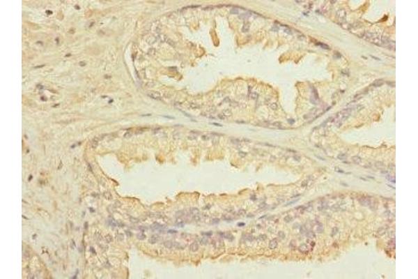 KLHL13 antibody  (AA 1-260)