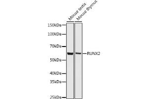 Western blot analysis of extracts of various cell lines, using RUNX2 antibody (ABIN7270117) at 1:500 dilution. (RUNX2 antibody)