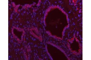 IF analysis of SCO1 using anti-SCO1 antibody (ABIN7600609). (SCO1 antibody  (AA 21-301))