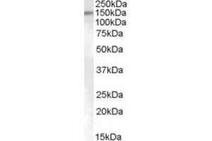 Western Blotting (WB) image for anti-SUMO1/sentrin Specific Protease 6 (SENP6) (AA 778-790) antibody (ABIN303910) (SENP6 antibody  (AA 778-790))