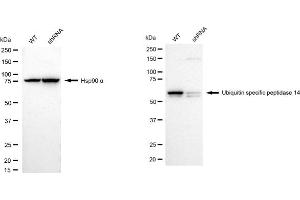 Western blotting analysis using Ubiquitin specific peptidase 14 antibody (ABIN7800727).