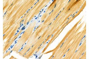 ABIN6262730 and ABIN6266734 at 1/100 staining Rat pancreatic tissue by IHC-P. (Adenylate Kinase 1 antibody  (Internal Region))