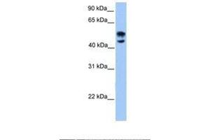 Image no. 1 for anti-Deformed Epidermal Autoregulatory Factor 1 (Drosophila) (DEAF1) (AA 38-87) antibody (ABIN6737874)