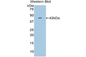 Western Blotting (WB) image for anti-Crystallin, lambda 1 (CRYL1) (AA 24-232) antibody (ABIN3201770) (CRYL1 antibody  (AA 24-232))
