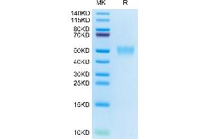 Cynomolgus CD200 on Tris-Bis PAGE under reduced condition. (CD200 Protein (CD200) (AA 56-257) (His tag))