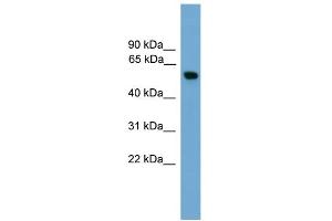WB Suggested Anti-PKM2 Antibody Titration: 0. (PKM2 antibody  (Middle Region))