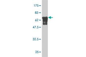 Western Blot detection against Immunogen (70.