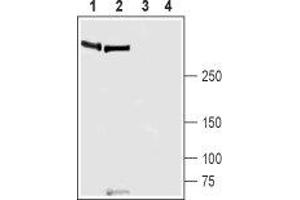 Western blot analysis of rat lung (lanes 1 and 3) and mouse lung (lanes 2 and 4) lysates: - 1,2. (PIEZO1 antibody  (AA 1863-1876))