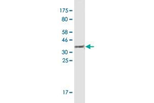 KRAB Box Domain Containing 4 (KRBOX4) (AA 1-98) antibody