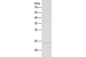 MLANA Protein (AA 48-118) (His tag)
