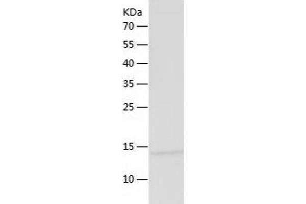 MLANA Protein (AA 48-118) (His tag)