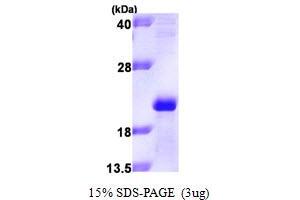 Apolipoprotein M Protein (APOM) (AA 23-188) (His tag)