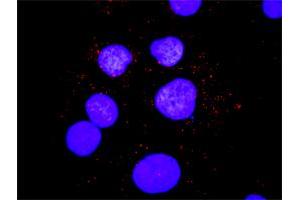 Proximity Ligation Analysis of protein-protein interactions between PIK3R1 and SHC1. (PIK3R1 antibody  (AA 1-424))