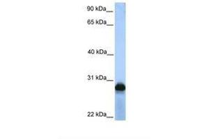 Image no. 1 for anti-Sialic Acid Binding Ig-Like Lectin 12 (SIGLEC12) (AA 218-267) antibody (ABIN6738684) (SIGLEC12 antibody  (AA 218-267))
