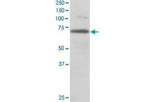 RANGAP1 polyclonal antibody  staining (0. (RANGAP1 antibody)