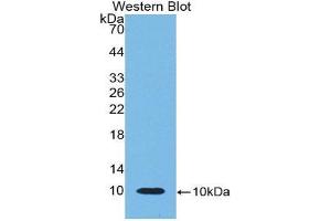 Western Blotting (WB) image for anti-beta-Thromboglobulin (beta-TG) (AA 46-107) antibody (ABIN1858178) (beta-Thromboglobulin antibody  (AA 46-107))