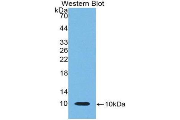 beta-Thromboglobulin antibody  (AA 46-107)