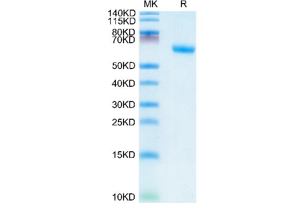 TNFRSF1A Protein (AA 30-211) (Fc Tag)