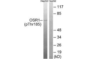 Western blot analysis of extracts from HepG2 cells treated with serum using OSR1 (Phospho-Thr185) Antibody. (OXSR1 antibody  (pThr185))