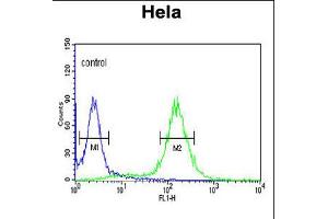 Flow cytometric analysis of Hela cells (right histogram) compared to a negative control cell (left histogram). (MPST antibody  (N-Term))