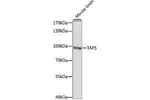 Western blot analysis of extracts of mouse brain, using TAF5 antibody. (TAF5 antibody  (AA 656-800))