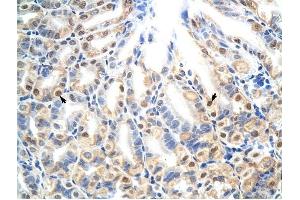 E2f7 antibody was used for immunohistochemistry at a concentration of 4-8 ug/ml to stain Epithelial cells of fundic gland (arrows) in Mouse Stomach.