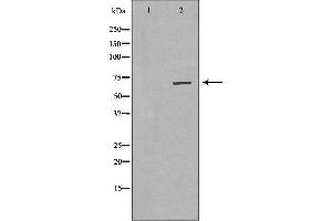 Western blot analysis of NIH-3T3 cell lysate, using EIF4B Antibody. (EIF4B antibody  (Internal Region))