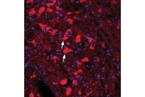 Expression of GFRA4 in rat red nucleus - Immunohistochemical staining of immersion-fixed, free floating rat brain frozen sections using Anti-GFR alpha 4 (extracellular) Antibody (ABIN7043213, ABIN7044781 and ABIN7044782), (1:100). (GFRA4 antibody  (Extracellular, N-Term))
