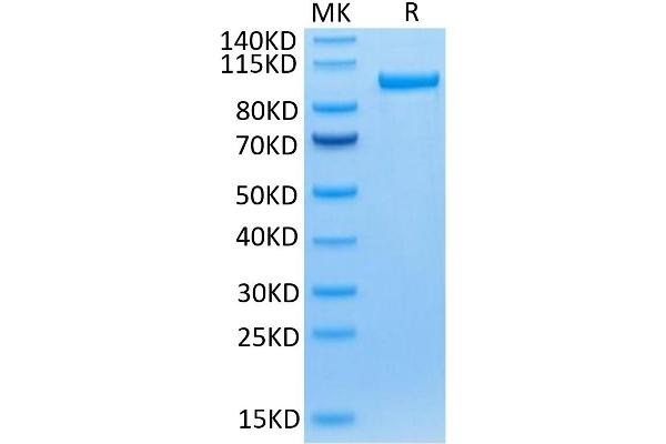 Transferrin Receptor Protein (AA 89-760) (Fc Tag)