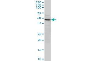 CNTFR polyclonal antibody (A01), Lot # 060501JCS1. (CNTF Receptor alpha antibody  (AA 47-158))