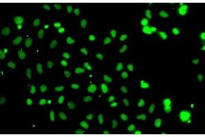 Immunofluorescence analysis of A-549 cells using HMG20A Polyclonal Antibody (HMG20A antibody)