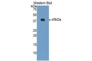Western Blotting (WB) image for anti-DnaJ (Hsp40) Homolog, Subfamily B, Member 1 (DNAJB1) (AA 1-340) antibody (FITC) (ABIN1173849)