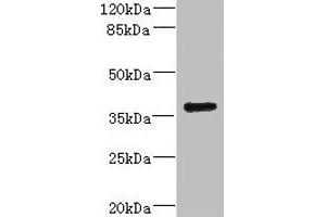 Western blot All lanes: VSX1 antibody IgG at 2. (VSX1 antibody  (AA 1-170))