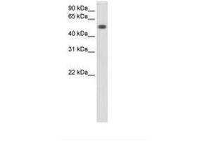 Image no. 1 for anti-Torsin Family 3, Member A (TOR3A) (AA 201-250) antibody (ABIN6736597) (TOR3A antibody  (AA 201-250))