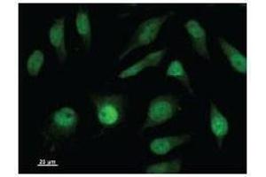 Immunostaining analysis in HeLa cells. (ISL2 antibody)