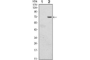 Western Blot showing GFI1 antibody used against HEK293 (1) and GFI1 (AA: 2-250)-hIgGFc transfected HEK293 (2) cell lysate. (GFI1 antibody)