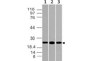 Image no. 1 for anti-POU Class 3 Homeobox 2 (POU3F2) (AA 220-421) antibody (ABIN5027442) (POU3F2 antibody  (AA 220-421))