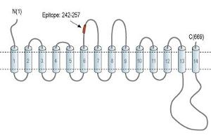 Representative domain view of the target of ABIN7885502.