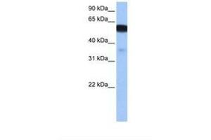 NHEDC1 antibody  (N-Term)