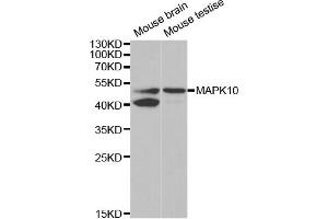 Western blot analysis of extracts of various cell lines, using MAPK10 antibody (ABIN5971138) at 1/1000 dilution. (MAPK10 antibody)