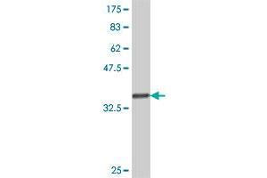 Western Blot detection against Immunogen (36. (AGFG2 antibody  (AA 131-228))