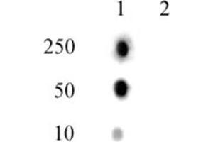 Histone H2A phospho Thr120 pAb tested by dot blot analysis. (Histone H2A antibody  (pThr120))
