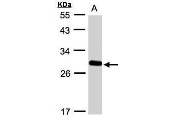 YIPF4 antibody