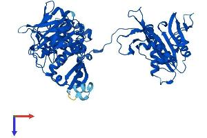 Protein Structure (PS) image for Phenylalanyl-tRNA Synthetase, beta Subunit (FARSB) (AA 1-589) protein (His tag) (ABIN7544115)