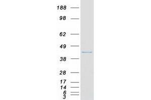 DRG1 Protein (Myc-DYKDDDDK Tag)