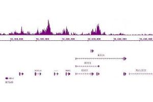 Suz12 antibody (pAb) tested by ChIP-Seq. (SUZ12 antibody  (C-Term))